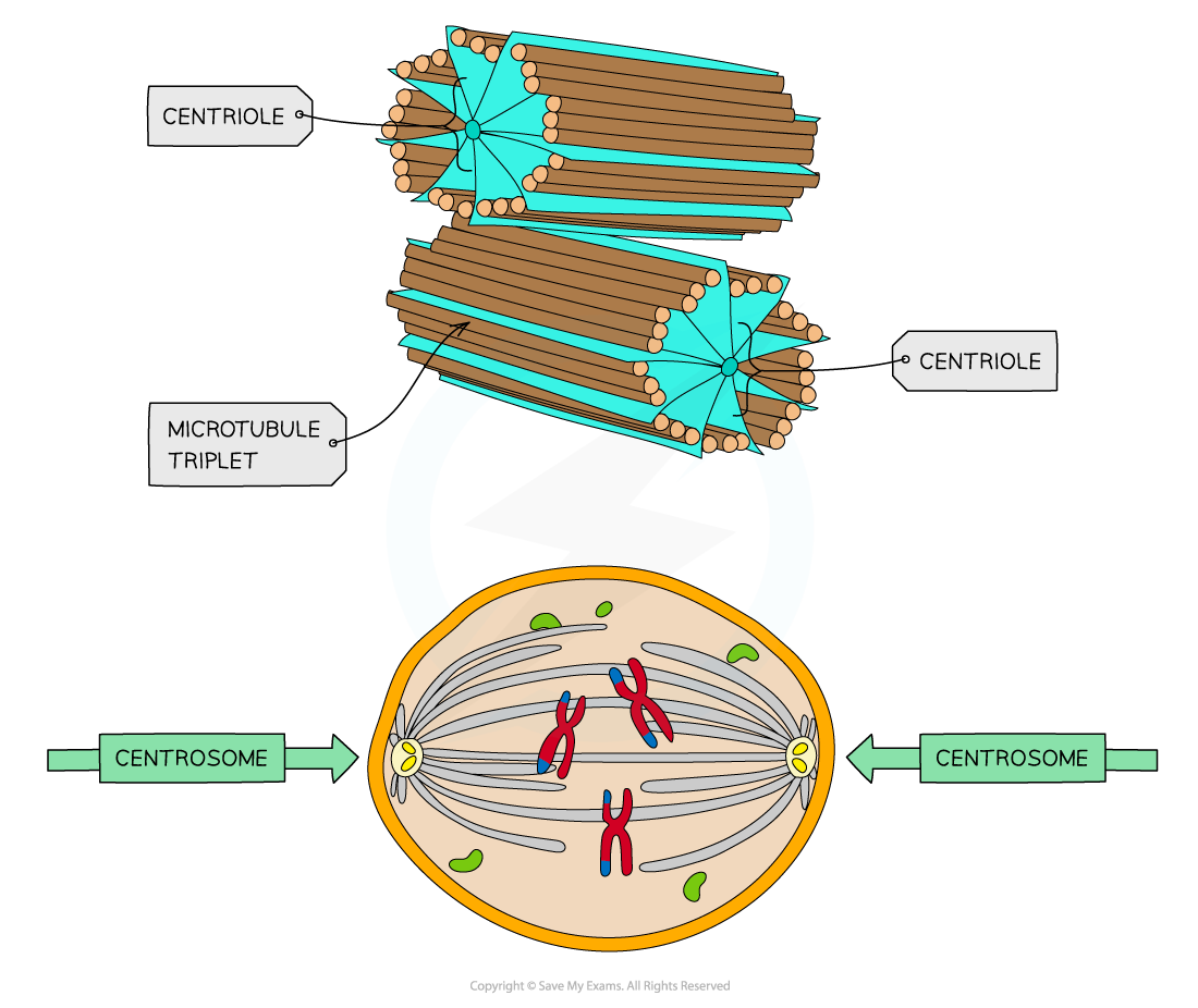 <p>Centrioles</p>