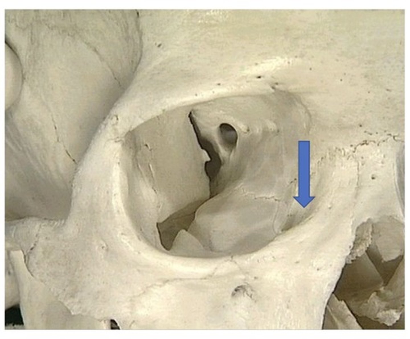 <p>1. Anterior and medial in the orbit</p><p>2. Allows the orbit to drain tears to the nose</p><p>3. When you cry, your nose gets stuffy</p>