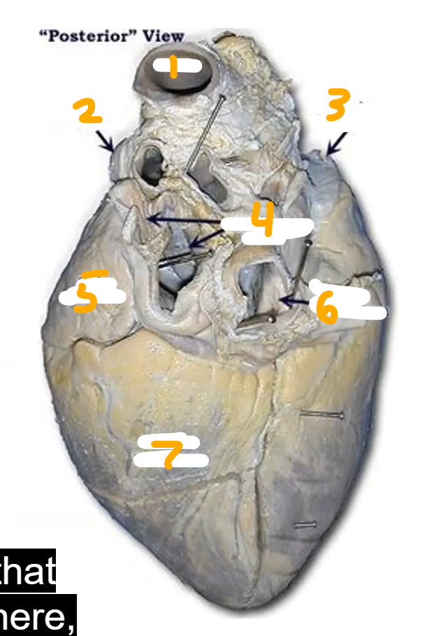 <p>Where is the auricle</p>