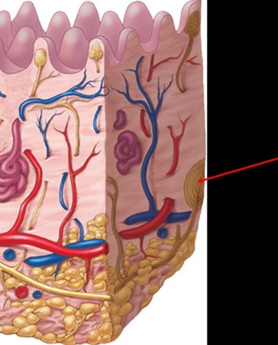 <p>What is the red arrow pointing to?</p>
