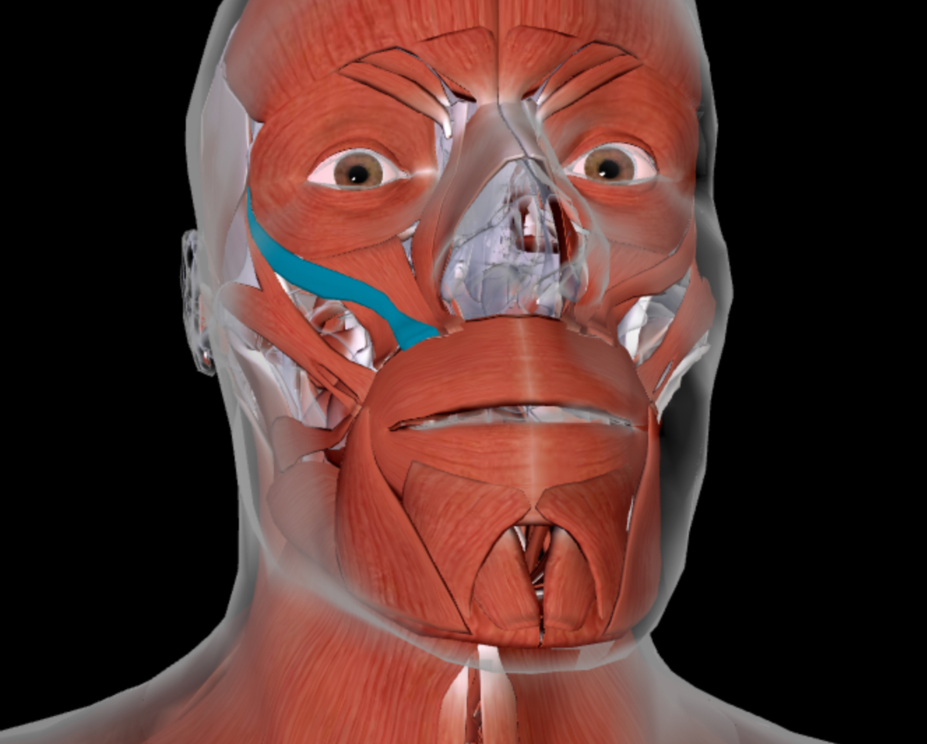 <p>What is the function of this muscle?</p>