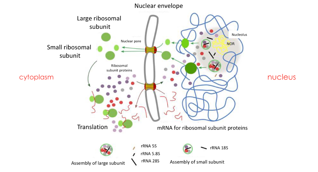 <p>Synthesis of rRNA and proteins: separately</p><ul><li><p>rRNA in in the NOR in nucleolus</p></li><li><p>Synthesised in cytoplasmic ribosomes → enter nucleus then nucleolus</p></li></ul><p></p><p>Formation of 2 subunits: in the nucleolus</p><ul><li><p>The proteins that have migrated to the nucleolus, assemble with the rRNA to form the two subunits (the large subunit and the small subunit) separately.</p></li></ul><p></p><p>Assembly of both subunits: Exported to the cytoplasm</p><ul><li><p>The two subunits leave the nucleus to the cytoplasm. They remain separate. Both subunits bind only during protein synthesis.</p></li></ul><p></p>