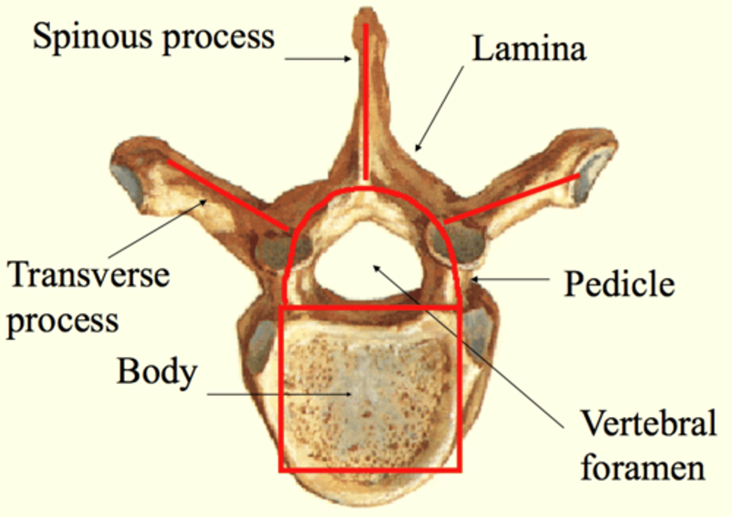 <p>BODY (anterior)</p><p>VERTEBRAL ARCH (posterior)</p><p>- extends into spinous and transverse processes</p><p>VERTEBRAL FORAMEN</p><p>- they all stack together to form the vertebral canal, which protects the spinal chord</p>