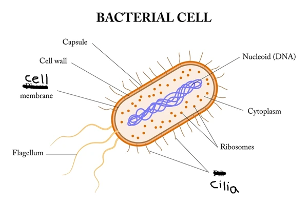 <p><strong>DNA</strong> (scribble near top), <strong>Ribosomes</strong> (dots), <strong>Cilia</strong> (hairs), <strong>Flagella</strong> (tail)</p><p></p>