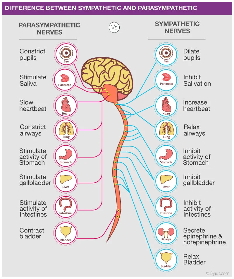 <p>anywhere along the <strong>sympathetic nerve chain</strong>, but usually on the <strong>adrenal glands </strong></p>