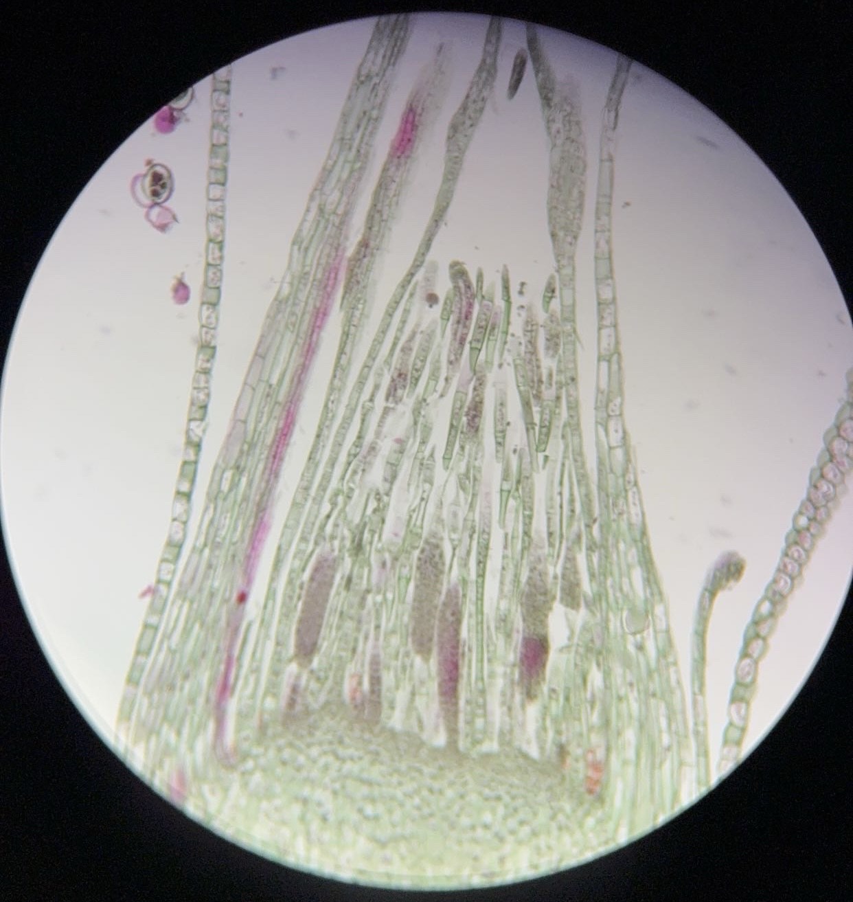 <p><span>What is this organism?</span></p>