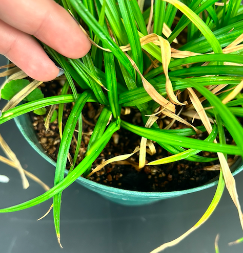 <p>Poales</p><p><span style="background-color: transparent;"><span>Cyperaceae</span></span></p>