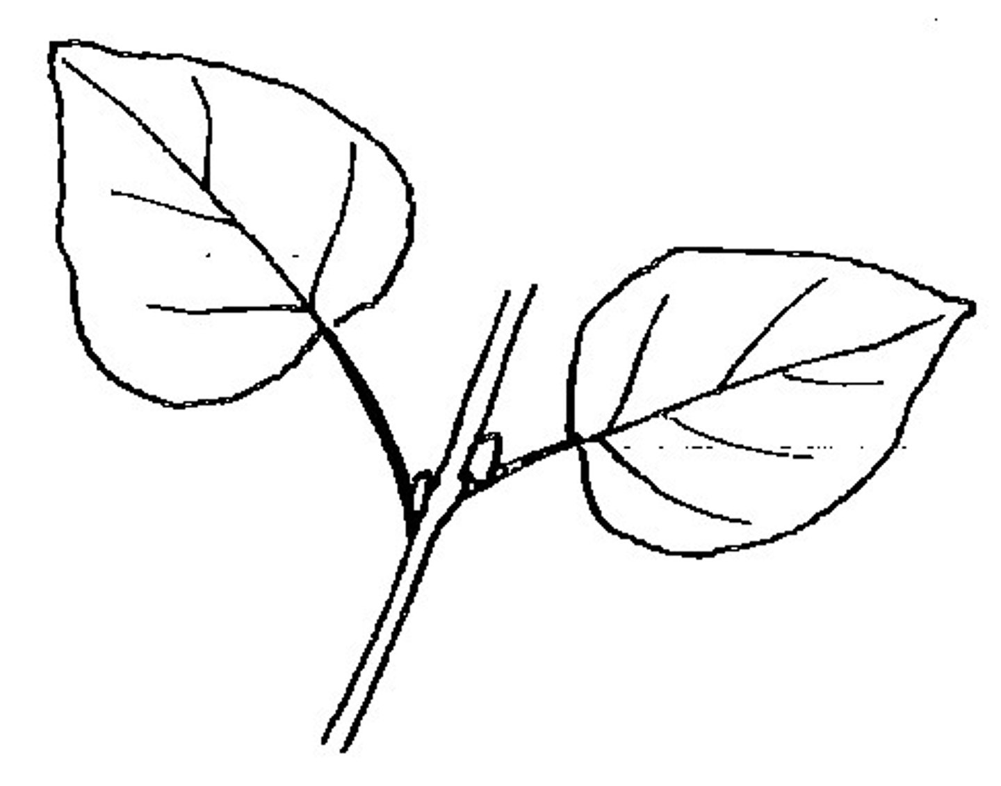 <p>slightly off from opposite</p>