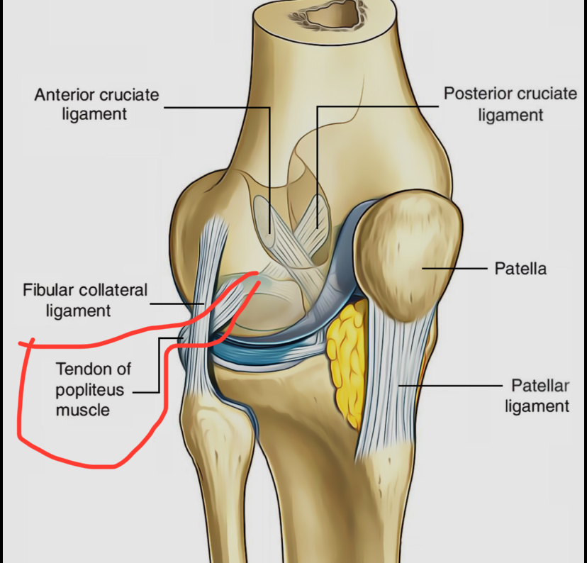 <p>Ligaments located on the posterior aspect of the knee joint.</p>