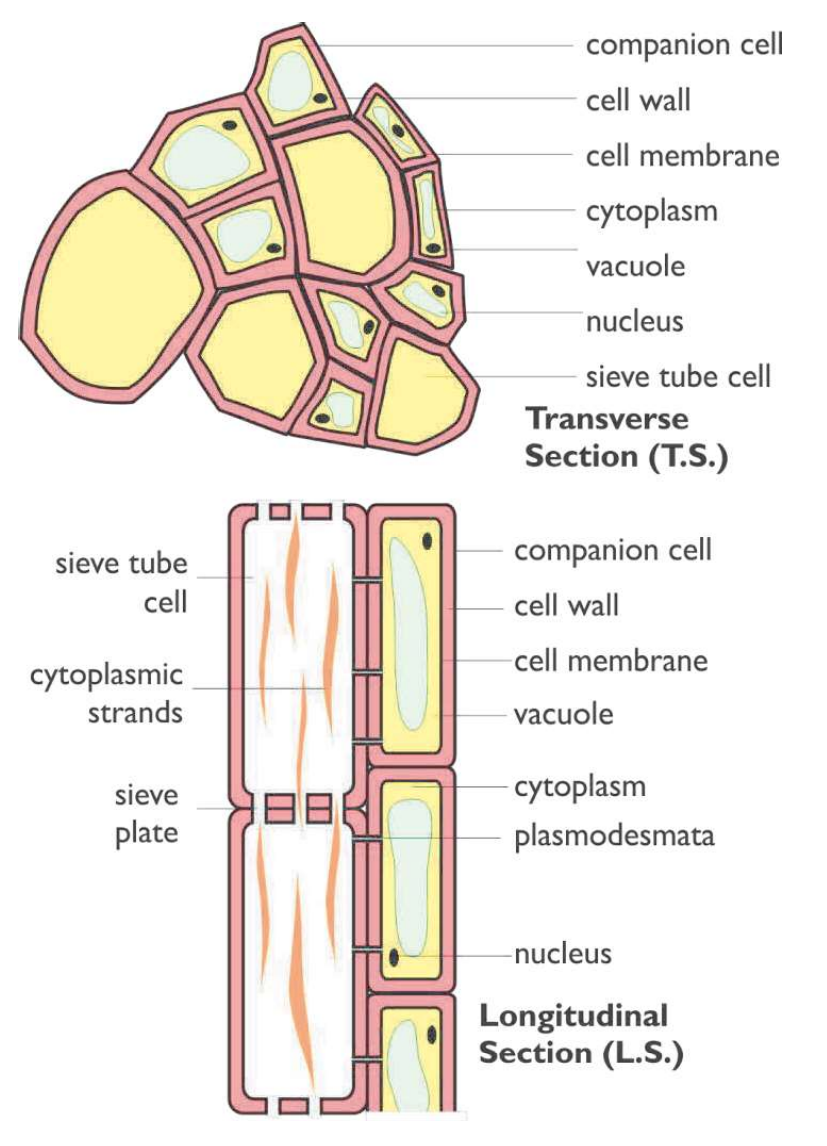 <ul><li><p>Composed of sieve tube cells → long columns of living cells with porous end walls (sieve plates)</p></li></ul><ul><li><p>Lack nuclei &amp; most organelles, leaving cytoplasm as thin strands that pass through sieve plates to form continuous filaments, while the tube centre remains empty</p></li><li><p>Each sieve tube is supported by companion cells, which contain nuclei &amp; organelles &amp; supply proteins, ATP &amp; nutrients via plasmodesmata (allows flow of substances between cells)</p><ul><li><p>how to remember: ‘f’ for phloem → so carries food (sugars like glucose &amp; water) + unidirectional</p></li></ul></li></ul><p></p>