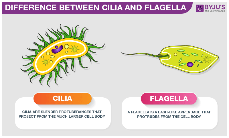 <ul><li><p>locomotive properties in single-celled organisms</p></li><li><p>beating motion of cilia and flagella structure allows it to move</p></li></ul>