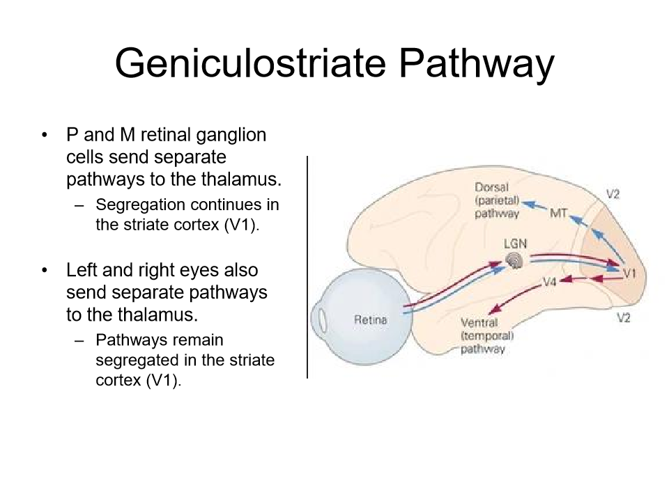 <p>starts in lateral geniculate nucleus thalamus to the striate cortex which is the visual cortex (V1)</p><p></p><p>mostly p cells (conscious visual processing pathway) more evolved</p>