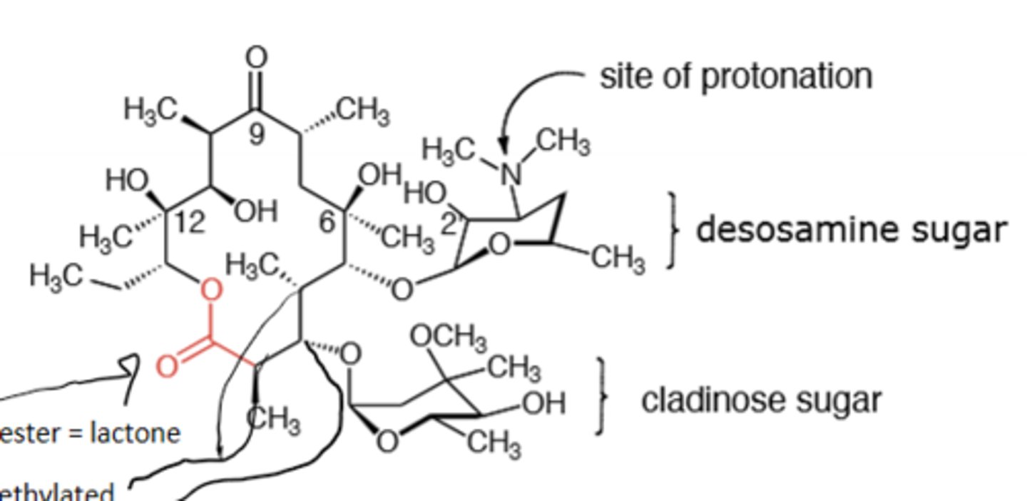 <p>Macrolide antibiotic, desosamine sugar is relevant for activity, polyketides that are produced by sequential addition of propionate groups to a growing chain, mainly for gram (+) but can be used broad spectrum. Binds to the 50S subunit of the ribosome and binds specifically to the 23S RNA subunit and inhibits translocation of peptidyl tRNA from the A site to the P site to inhibit peptide bond formation. Resistance comes via lactone ester hydrolase, methylation of an adenine base in the 23S rRNA (inhibits binding), reduction of 23S rRNA binding affinity via A2058 mutation, and via efflux pump. Resistance decreases with decreased use. Undergoes an acid-catalyzed ketal formation in acidic condition, so must be given with enteric coating when oral therapy. Metabolized via demethylation in the liver. CYP450 inhibitor. Highly concentrated in phagocytes, can cause pyloric stenosis in children where their moms took the drug during the late stages of pregnancy or while breast feeding.</p>