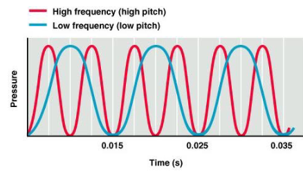 <p><span>Pitch corresponds to frequency of sound waves:</span></p><p><span>§ high pitch = high frequency</span><br><span>§ low pitch = low frequency </span></p>