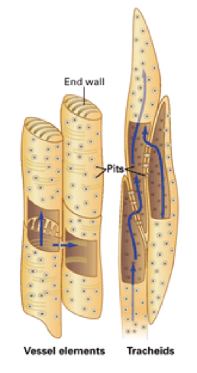 <p>water-conducting cells of the xylem</p>