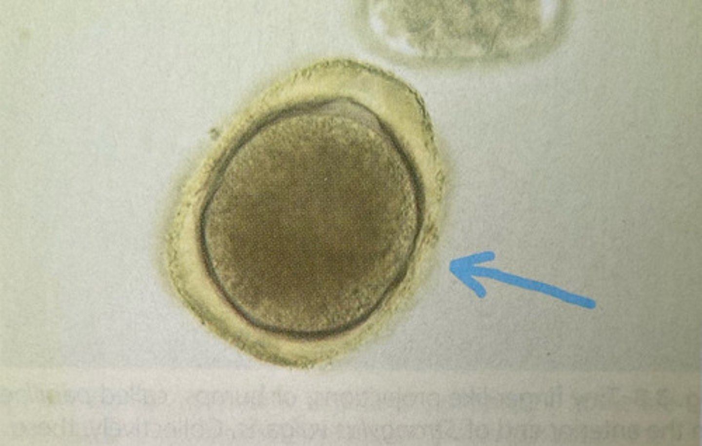 <p>What kind of egg is this</p>