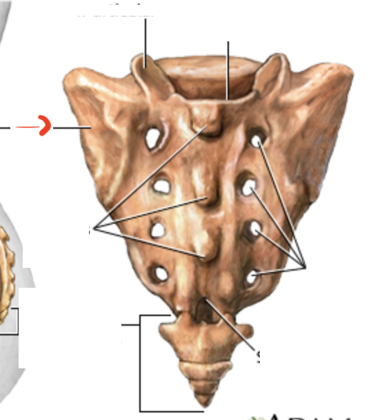 <p>Wings formed by fused transverse processes</p>