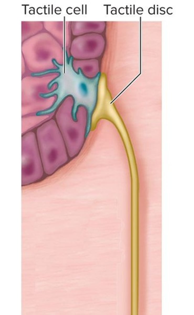 <p>Possess chemoreceptors that detect specific odorants.</p>