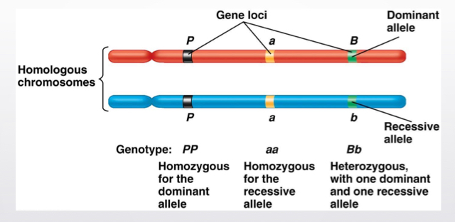 <p>Homologous chromosomes</p>