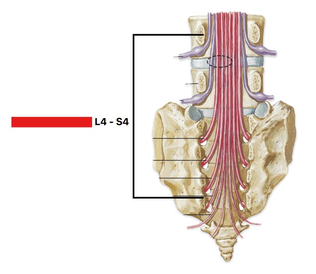 <p>Which plexus of the spinal nerves is:</p><ul><li><p>L4 - S4</p></li></ul><p></p>