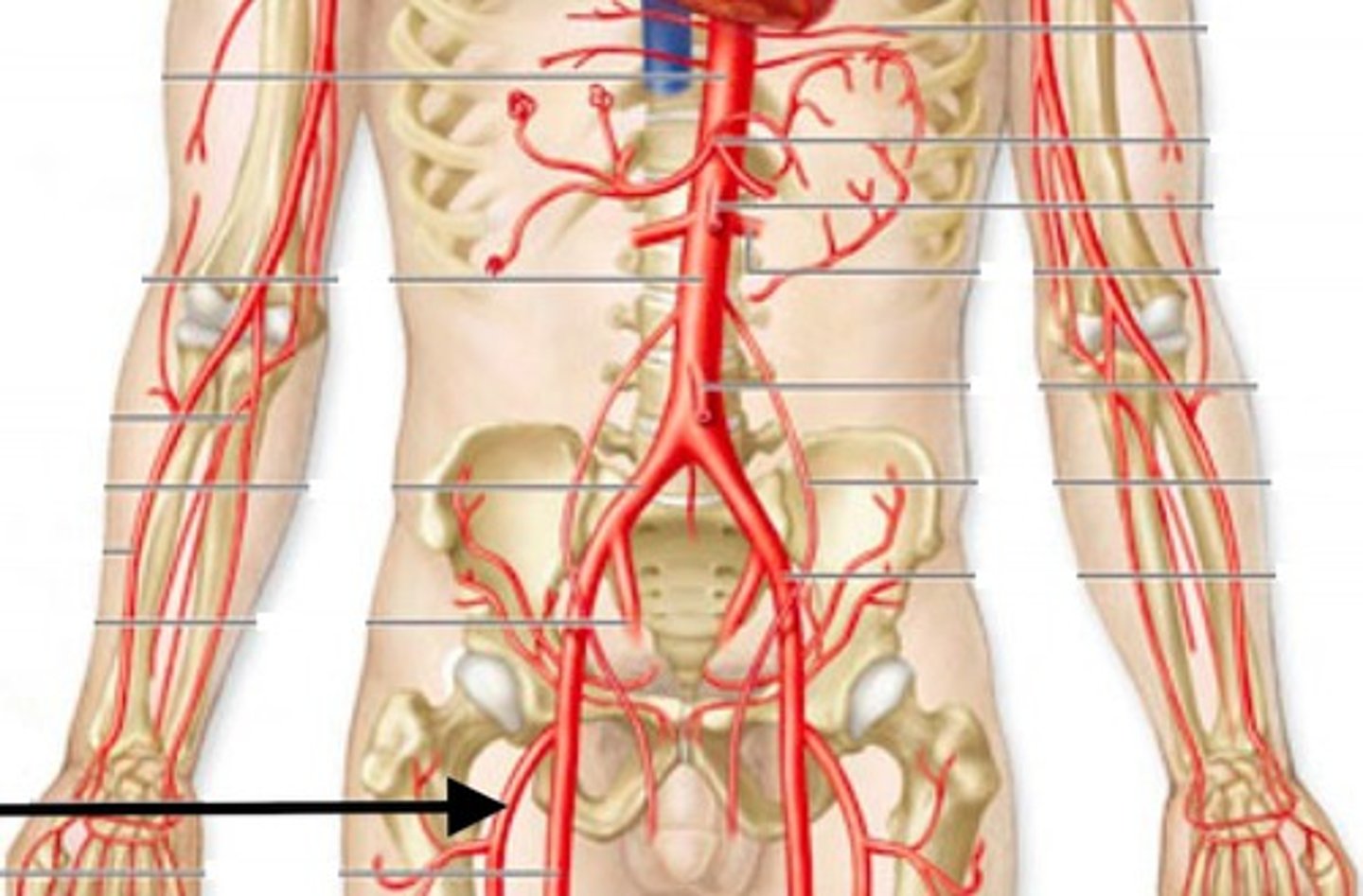 <p>Name this structure.</p>