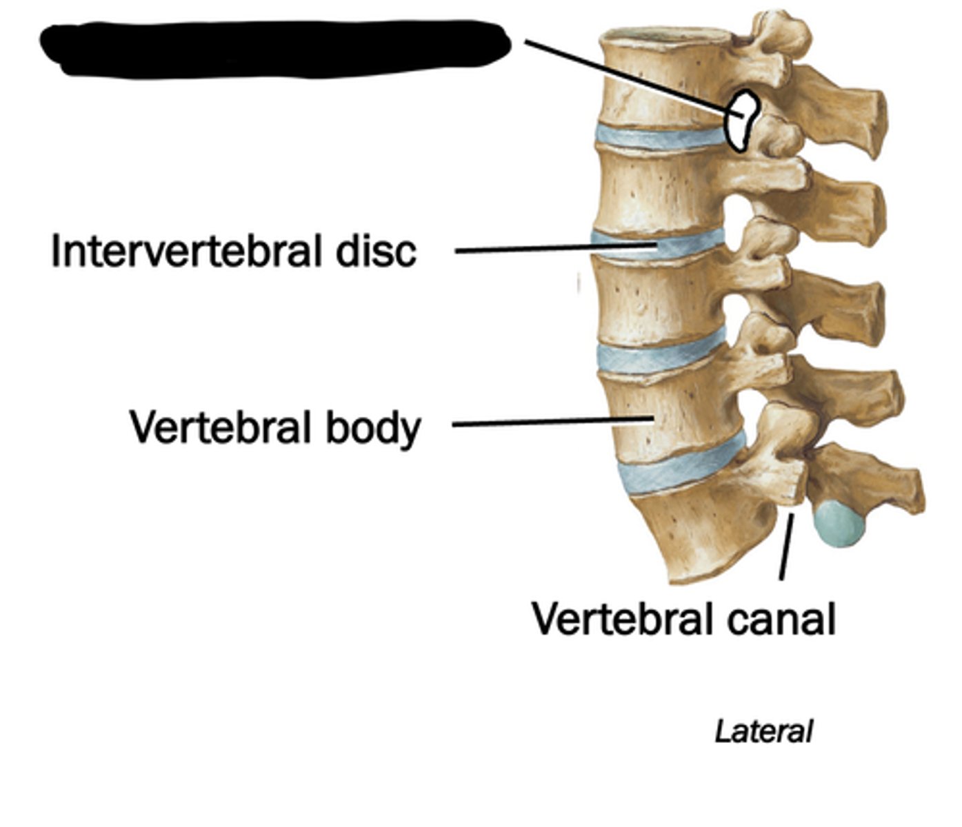 <p>Spinal nerve exits through a ... ...</p>