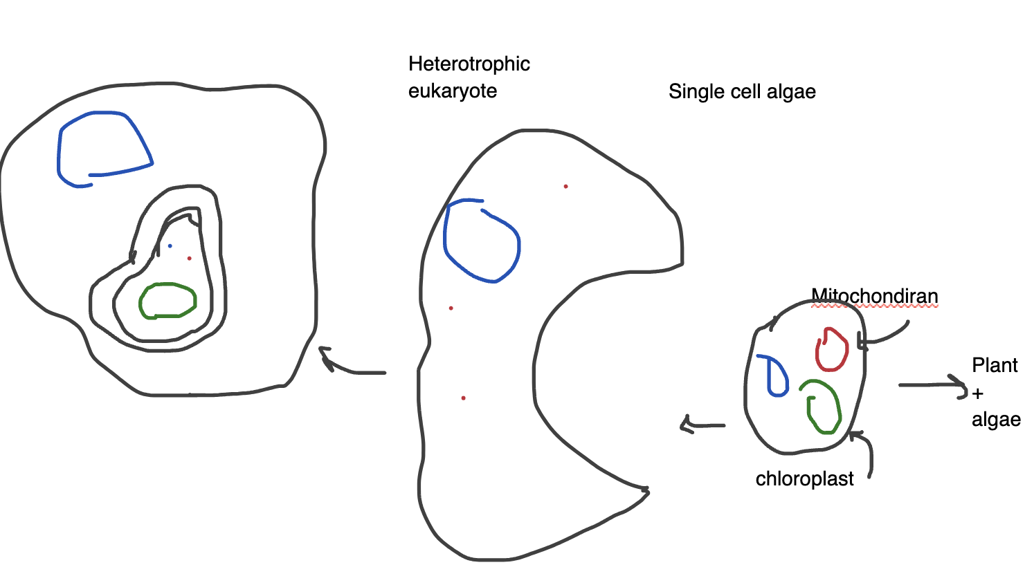 <p>Secondary endosymbiosis </p>