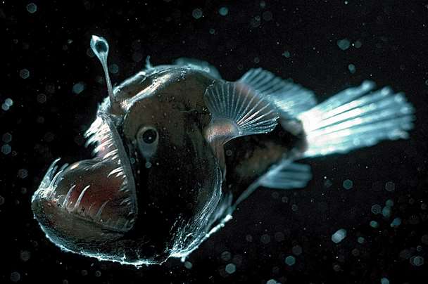 <p>Anglerfishes</p>