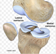 <p>may help join bones together</p><p>provides cushioning and shock absorption</p>