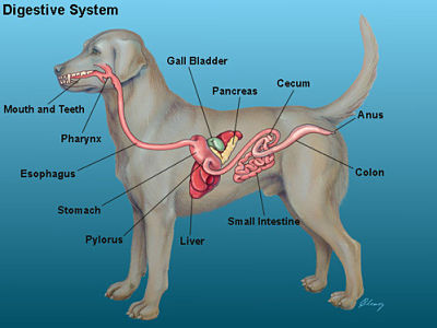 <p>oral cavity to anus</p><ul><li><p>includes: </p><ul><li><p>oral cavity </p></li><li><p>esophagus </p></li><li><p>stomach </p></li><li><p>small intestine </p></li><li><p>large intestine</p></li></ul></li></ul>