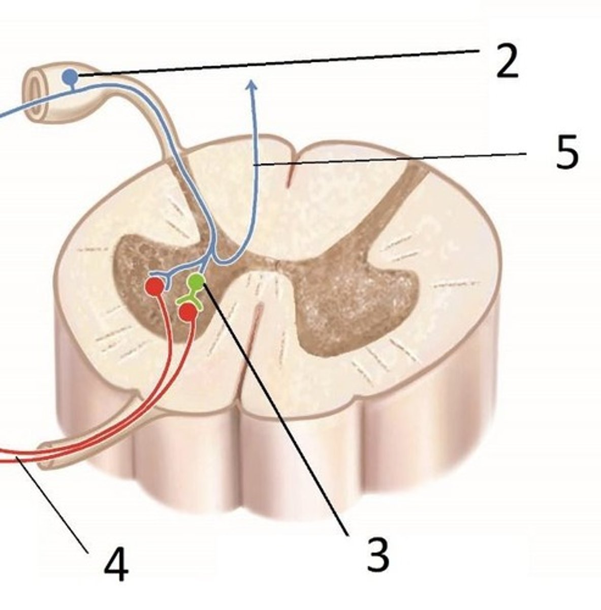 <p>The nerve landmark labeled in the reflex arc.</p>