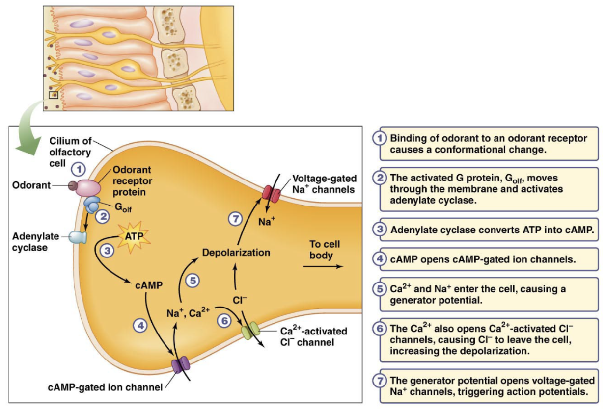 <p>express G-protein coupled receptors</p>