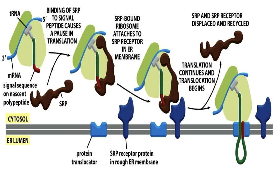 <p>1) Binding to SRP from signal sequence.</p><p>2) Whole thing binds to SRP receptor in ER membrane</p><p>3) Translation continues and translocation beings</p><p>4) SRP receptor and SRP release and are recycled; protein is pushed into ER</p>