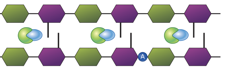 <p>What is the function of the light green molecule that is engulfing the blue enzyme? Hint: the blue enzyme is a PBP</p>
