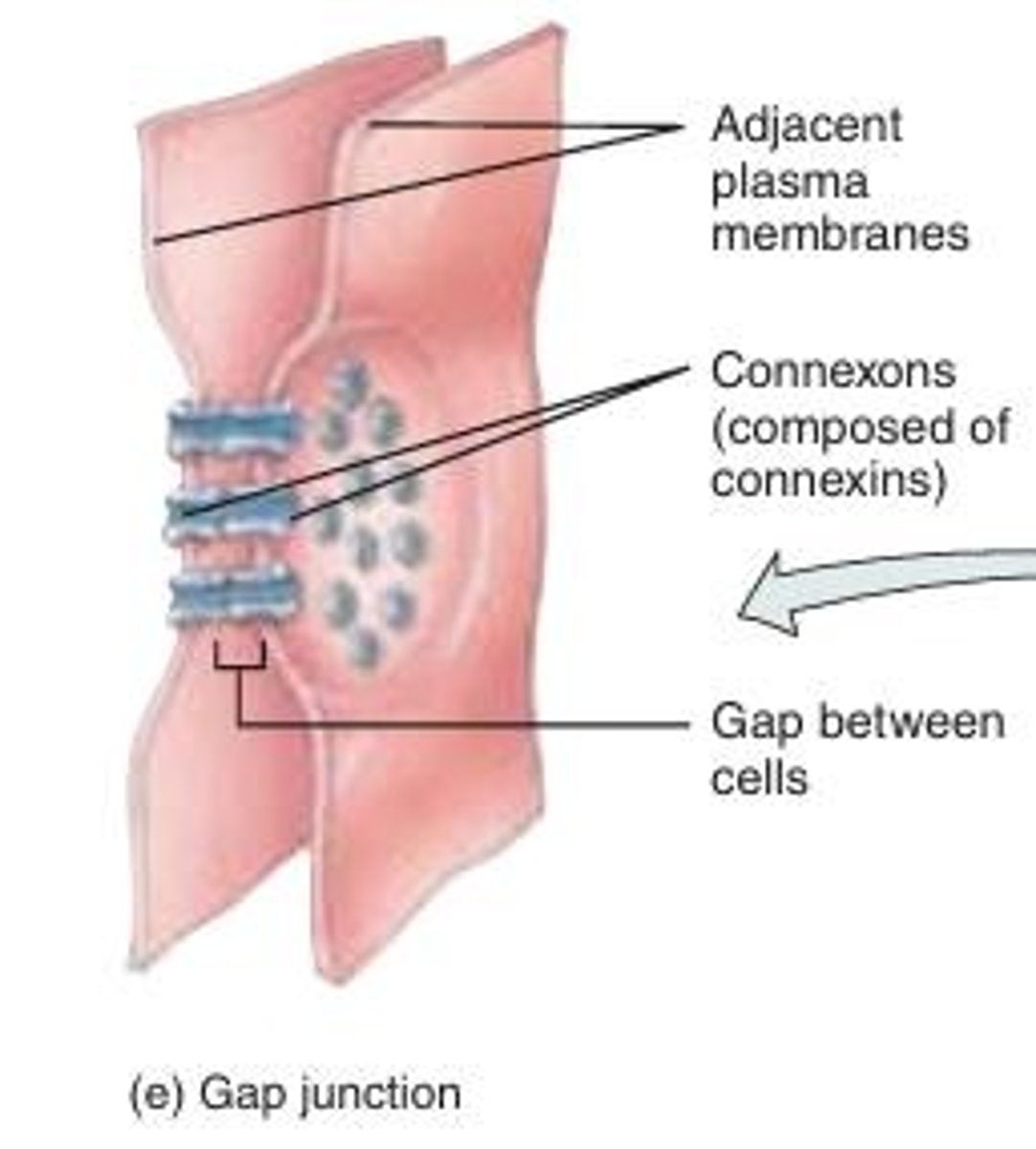 <p>Formed by connexins, creating channels (connexons) that allow the passage of ions and small molecules between cells.</p><p>- ____ allow the cells in a tissue to communicate. This is necessary for nutrient transfer in avascular tissues (e.g., lens, cornea) and embryonic development.</p><p>- enable nerve or muscle impulses to spread rapidly among cells.</p><p>- Allows stuff through</p>