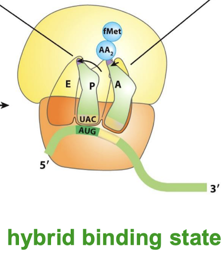 <p>Hybrid binding state</p>