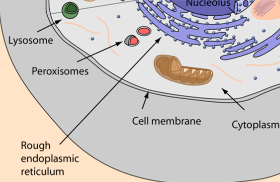 <p>Biomolecules:</p><ul><li><p>phospholipids = single membrane-bound vesicles</p></li><li><p>proteins = structure</p></li><li><p>only eukaryotic, (rarley plant) + animal cells</p></li></ul><p>Function:</p><ul><li><p>uses enzymes to break down fatty acids + amino acids</p></li><li><p>neutralize harmful toxins so they don’t damage cells</p><ul><li><p>ex: contain catalase for neutralization of hydrogen peroxide</p></li></ul></li></ul><p></p>