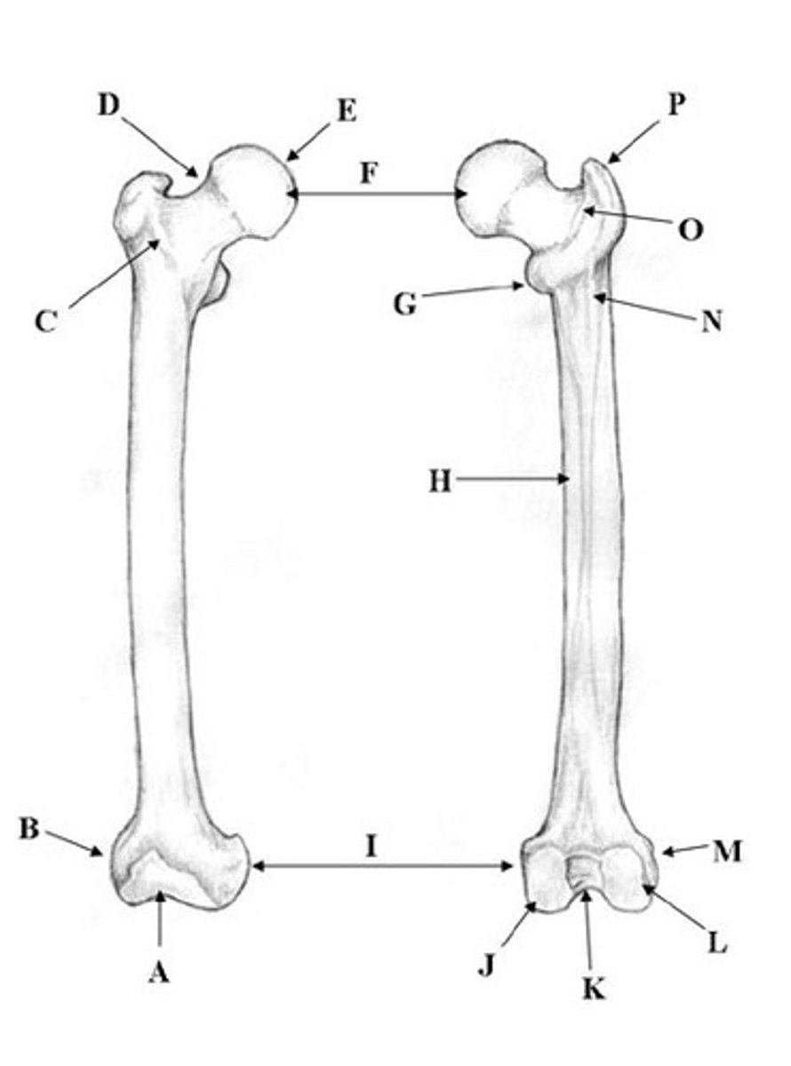 <p>Identify A</p>