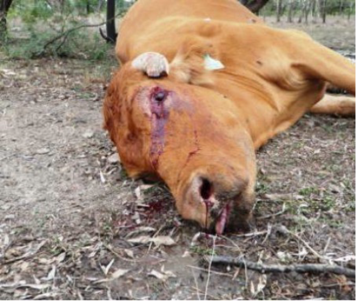 <p><span><strong><span>Caused by:</span></strong></span></p><ul><li><p><span><span>Spore-forming bacterium </span><em><mark data-color="red" style="background-color: red; color: inherit;"><span>Bacillus anthracis</span></mark></em></span></p></li></ul><p></p><p><strong>Susceptible species:</strong></p><ul><li><p><span><span>Most common in </span><mark data-color="red" style="background-color: red; color: inherit;"><span>wild and domestic herbivores </span></mark></span></p></li><li><p><span><mark data-color="yellow" style="background-color: yellow; color: inherit;"><span>Zoonotic!</span></mark></span></p></li></ul><p></p><p><strong>Transmission:</strong></p><ul><li><p><span><span>Spores can remain infective in soil for many years. </span></span></p></li><li><p><span><span>Transmission by </span><mark data-color="red" style="background-color: red; color: inherit;"><span>inoculation, ingestion, or inhalation.</span></mark></span></p></li><li><p><span><span>Grazing animals may become infected when they ingest sufficient quantitates of these spores.</span></span></p></li></ul><p></p><p><strong>Epizootology:</strong></p><ul><li><p><span><span>Epizootics are usually associated with drought, </span><mark data-color="red" style="background-color: red; color: inherit;"><span>flooding or soil disturbances.</span></mark></span></p></li><li><p><span><span>Many years may pass between outbreaks</span></span></p></li><li><p><span><span>Spores are relatively</span><mark data-color="red" style="background-color: red; color: inherit;"><span> resistant </span></mark><span>to extremes of temperature, chemical disinfection, and dessication.</span></span></p></li></ul><p></p><p><strong>Clinical signs:</strong></p><ul><li><p><span><span>IP: 1-14 days range</span></span></p></li></ul><p><span><span><br></span><strong><span>Peracute </span></strong><span>form </span><mark data-color="red" style="background-color: red; color: inherit;"><span>(most common)</span></mark></span></p><ul><li><p><span><span>Sudden onset may be only signs.</span></span></p></li><li><p><span><span>Rapidly fatal course</span></span></p></li><li><p><span><mark data-color="red" style="background-color: red; color: inherit;"><span>Staggering, trembling, dyspnea before collapse, followed by terminal convulsions</span></mark></span></p></li><li><p><span><span>Death may occur with only brief evidence of illness</span></span></p></li></ul><p></p><p><span><strong><span>Acute form </span></strong><span>– ill for a short period, 2 days before they die</span></span></p><ul><li><p><span><mark data-color="red" style="background-color: red; color: inherit;"><span>Fever</span></mark></span></p></li><li><p><span><mark data-color="red" style="background-color: red; color: inherit;"><span>Period of excitement</span></mark><span> followed by depression, stupor, respiratory or cardiac distress, </span><mark data-color="red" style="background-color: red; color: inherit;"><span>staggering, convulsions and death</span></mark></span></p></li></ul><ul><li><p><span><span>Body temperature may reach </span><mark data-color="red" style="background-color: red; color: inherit;"><span>41.5 C</span></mark></span></p></li><li><p><span><mark data-color="red" style="background-color: red; color: inherit;"><span>Milk production</span></mark><span> is materially reduced and pregnant animals may </span><mark data-color="red" style="background-color: red; color: inherit;"><span>abort</span></mark></span></p></li><li><p><span><mark data-color="red" style="background-color: red; color: inherit;"><span>Bloody discharges from the body orifices</span></mark></span></p></li><li><p><span><mark data-color="red" style="background-color: red; color: inherit;"><span>Localized, subcutaneous, edematous swelling</span></mark><span> that can be quite extensive, areas frequent involved are the </span><mark data-color="red" style="background-color: red; color: inherit;"><span>ventral neck, thorax and shoulders</span></mark></span></p></li></ul><p></p><p><span><strong><u><span>Horses – acute form</span></u></strong></span></p><ul><li><p><span><mark data-color="red" style="background-color: red; color: inherit;"><span>Fever</span></mark><span>, chills, anorexia, depression, weakness</span></span></p></li><li><p><span><span>Severe cholic and</span><mark data-color="red" style="background-color: red; color: inherit;"><span> bloody diarrhea</span></mark></span></p></li><li><p><span><mark data-color="red" style="background-color: red; color: inherit;"><span>Swelling </span></mark><span>of the neck, sternum, lower abdomen and external genitalia</span></span></p></li><li><p><span><span>Death usually occurs within </span><mark data-color="red" style="background-color: red; color: inherit;"><span>2-3 days </span></mark><span>of onset</span></span></p></li></ul><p></p><p><span><strong><u><span>Pigs:</span></u></strong></span></p><ul><li><p><span><span>May develop </span><mark data-color="red" style="background-color: red; color: inherit;"><span>acute septicemia </span></mark><span>and </span><mark data-color="red" style="background-color: red; color: inherit;"><span>sudden death</span></mark></span></p></li><li><p><span><span>More usually, a </span><mark data-color="red" style="background-color: red; color: inherit;"><span>mild chronic form. </span></mark></span></p></li><li><p><span><span>Pigs show systemic signs of illness and </span><mark data-color="red" style="background-color: red; color: inherit;"><span>gradually recover with treatment</span></mark></span></p></li><li><p><span><mark data-color="red" style="background-color: red; color: inherit;"><span>Oropharyngeal anthrax i</span></mark><span>s characterized by rapidly progressive swelling of the throat, which may cause death by </span><mark data-color="red" style="background-color: red; color: inherit;"><span>suffocation</span></mark></span></p></li></ul><p></p><p><span><strong><u><span>Dogs, cats, and wild carnivores:</span></u></strong></span></p><ul><li><p><span><span>Resembles what is seen in pigs.</span></span></p></li></ul><p></p><p><span><strong><u><span>Wild herbivorous animals:</span></u></strong></span></p><ul><li><p><span><span>The expected course of illness and lesions varies by species but resembles, for the most part, anthrax in cattle.</span></span></p></li></ul><p></p><p><strong>Pathology:</strong></p><ul><li><p><span><mark data-color="red" style="background-color: red; color: inherit;"><span>Spores infect macrophages,</span></mark><span> germinate and proliferate</span></span></p></li><li><p><span><mark data-color="red" style="background-color: red; color: inherit;"><span>Lethal toxin and edema toxin are produced</span></mark></span></p></li><li><p><span><span>Cause </span><mark data-color="red" style="background-color: red; color: inherit;"><span>local necrosis and extensive edema,</span></mark><span> which is a frequent characteristic of the disease</span></span></p></li><li><p><span><span>Bacteria </span><mark data-color="red" style="background-color: red; color: inherit;"><span>multiply in the lymph nodes</span></mark></span></p></li><li><p><span><em><span>Pathological findings:</span></em><span><br>→ To avoid environmental contamination, post mortem examinations of carcasses of animals suspected to have died of anthrax are discouraged!!<br>→ Lesions most commonly seen are those of a generalized septicaemia often accompanied by an </span><mark data-color="red" style="background-color: red; color: inherit;"><span>enlarged spleen having a “blackberry jam” consistency and poorly clotted blood</span></mark><span><br>- Haemorrhage from the nose, mouth, vagina and/or anus at death may be found </span><mark data-color="red" style="background-color: red; color: inherit;"><span>(bleeding from orifices)</span></mark></span></p></li></ul><p></p><p><strong>Diagnosis:</strong></p><ul><li><p><span><mark data-color="red" style="background-color: red; color: inherit;"><span>Detecting bacteria in blood</span></mark><span>, take sample from the carcass.</span></span></p></li><li><p><span><span>Bacterial culture, PCR, anthrax </span><mark data-color="red" style="background-color: red; color: inherit;"><span>immunochromatographic test</span></mark></span></p></li></ul><p><span><strong><span>Treatment and prevention:</span></strong></span></p><ul><li><p><span><mark data-color="red" style="background-color: red; color: inherit;"><span>Vaccination</span></mark></span></p></li><li><p><span><span>quarantine, effective carcass disposal, do not open carcass in the field!!</span></span></p></li></ul><p></p>