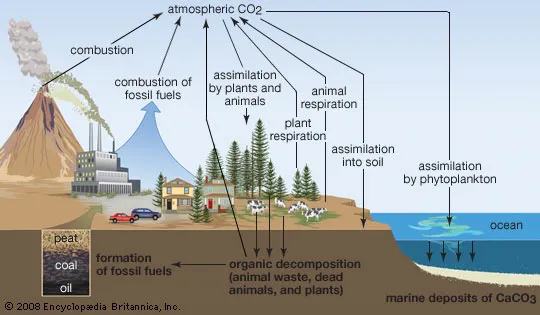 <p>We know because of</p><p>Economic data (countries physically telling us)</p><p>Carbon isotopes (fossil fuels have a low C13)</p><p>Atmospheric Oxygen concentration (less oxygen in the air) </p>