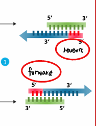 <ul><li><p>carried out at a temperature of 72°C </p></li><li><p>synthesis of the complementary strand </p></li><li><p>Polymerase binds to the primed single-stranded DNAs and catalyze replication using the dNTPS present in the reaction mixture</p></li></ul><p></p>