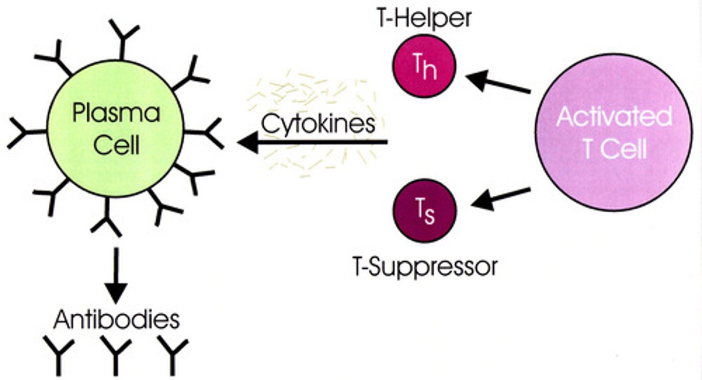 <p>cells that slow down the immune response</p>