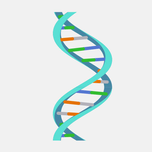 <p>Rings that fuse into spiral (helix)</p>
