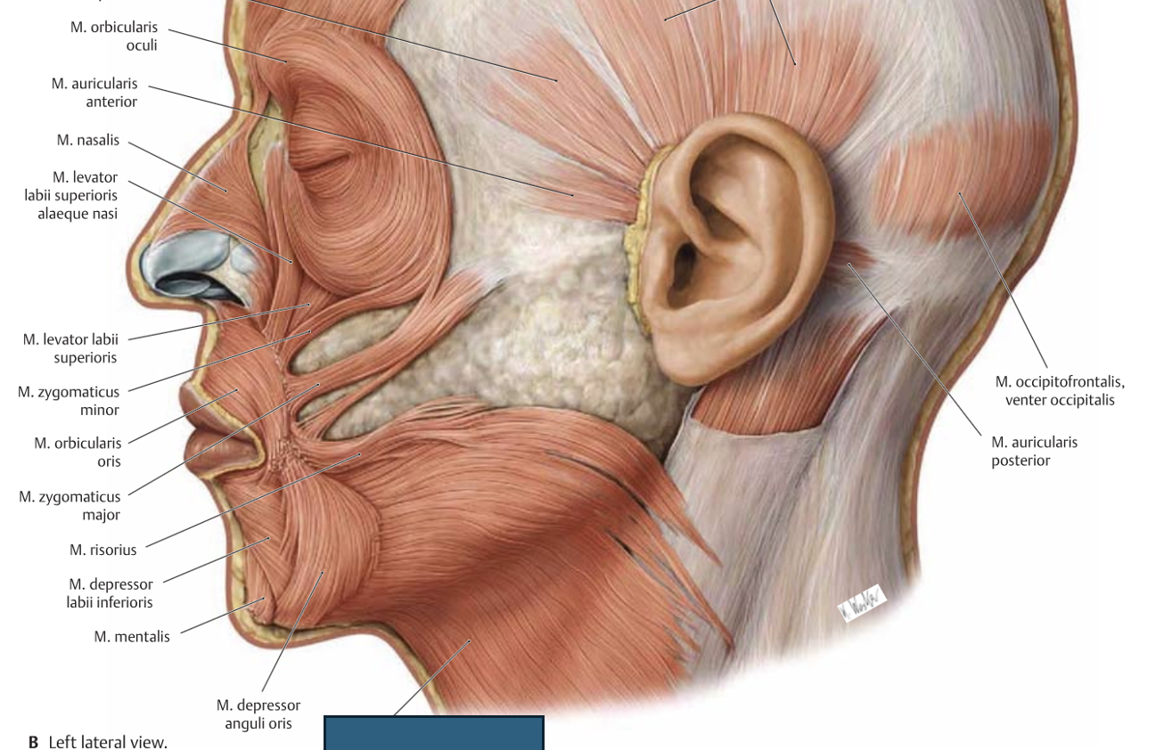 <p>platysma → kergitab nahka kaelal ja sellega aitab lahti hoida kaela nahaaluseid veene</p>