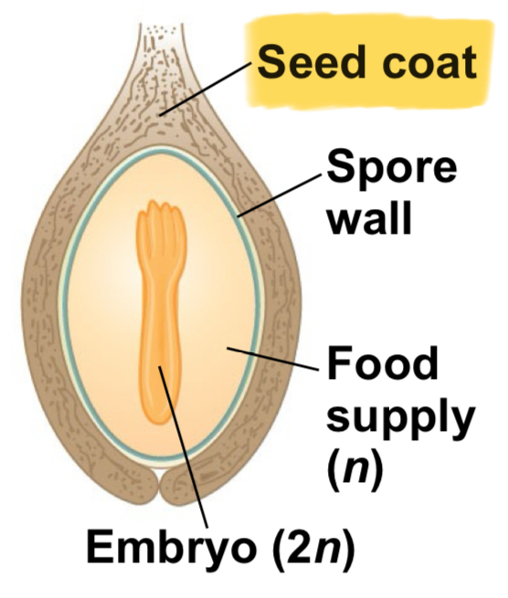 <p>Protective structure meant to protect megasporangium</p>