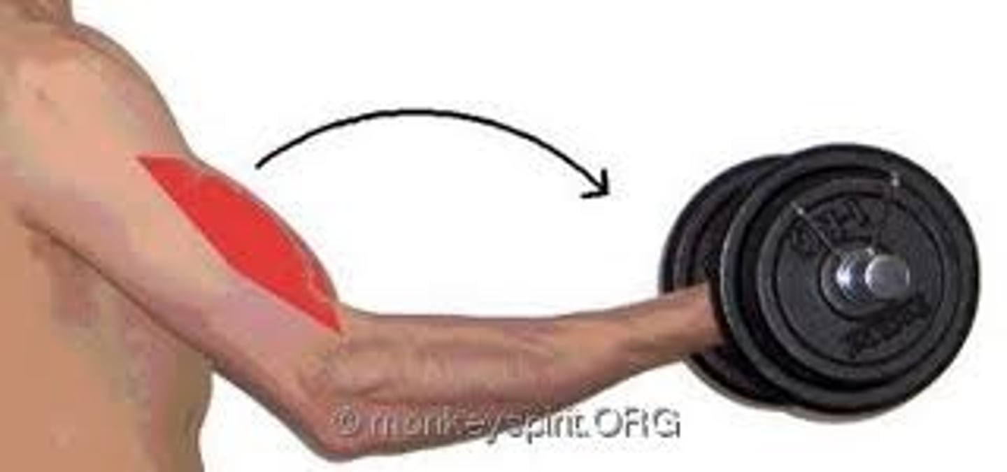 <p>muscle lengthens</p>