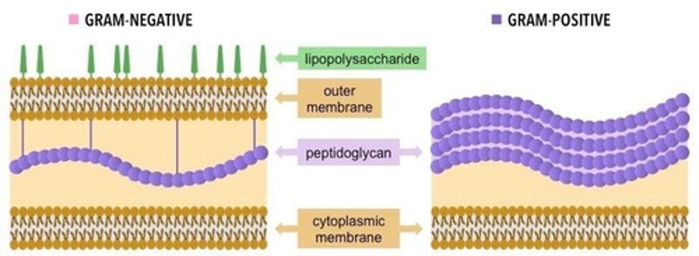 <p>Gram-positive bacteria have a thick peptidoglycan layer, while Gram-negative bacteria have a thin peptidoglycan layer and an outer membrane.</p>