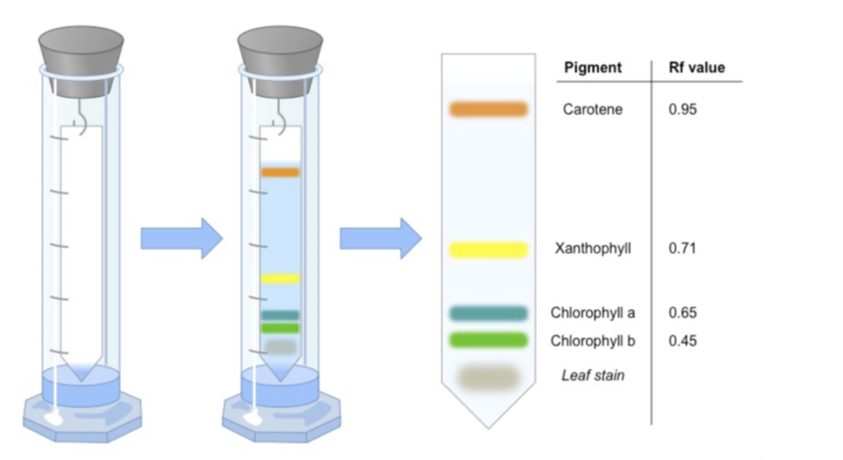 <p>Through Chromotography, as the different pigments absorb specific wavelengths of light, while transmitting others. The more soluble the pigment, the further the movement of it</p>