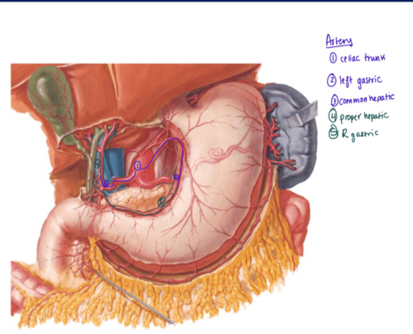 <p>1) Celiac Trunk</p><p>2) L Gastric</p><p>3) Common Hepatic</p><p>4) Proper Hepatic</p><p>5) R Gastric</p>