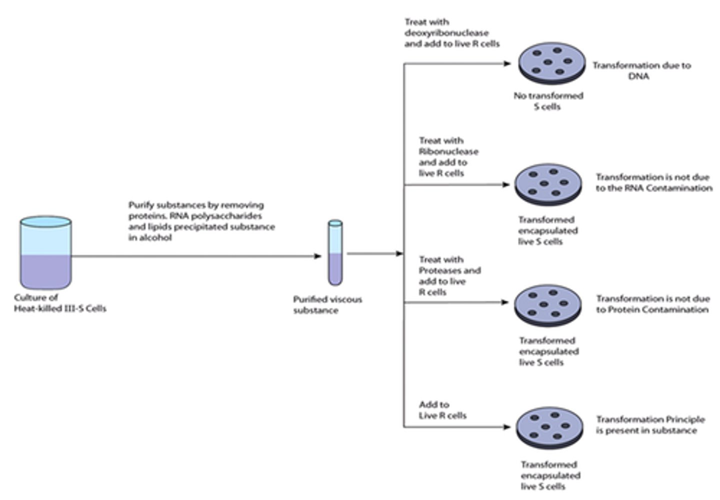 <p>Determined that DNA was Griffith's "Transforming Factor."</p>